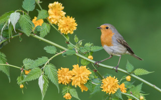 Small bird perched branch yellow 2 - a green background behind free wallpaper
