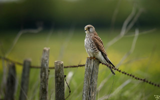 Bird perched fence post grass - wildlife photography free wallpaper for desktop