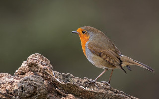 Small bird standing tree branch - christopher williams free wallpaper
