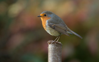 Small bird wooden pole forest - a small bird free wallpaper