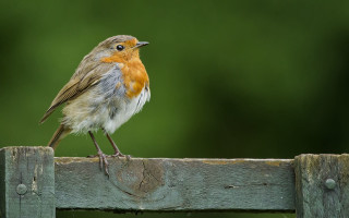 Small bird on fence post - its beak open free wallpaper