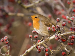 Small bird branch berries blurry - a small bird free wallpaper