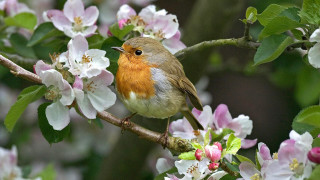 Bird branch flowers nature macro - a branch of a tree free wallpaper
