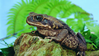 Frog sitting rock garden green - green plant free wallpaper