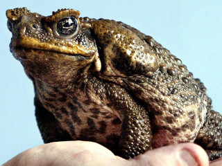 Frog hand blue background person - a frog free wallpaper