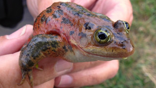 Frog hand green eye brown - a frog free wallpaper