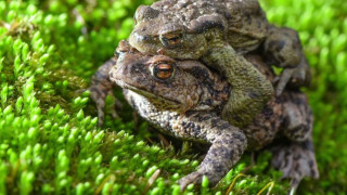Frogs sitting green plant mossy - mossy free wallpaper
