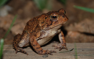 Frog wooden plank grass front - front view free wallpaper