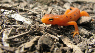 Small orange lizard wood chips - dirt free wallpaper