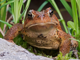 Frog rock grass plants nature - a frog free wallpaper