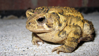 Small brown black frog brick - an illustration free wallpaper