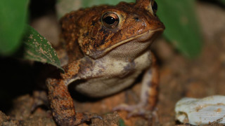 Frog sitting ground plant rock - a frog free wallpaper