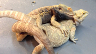 Lizard laying back floor head - a lizard free wallpaper