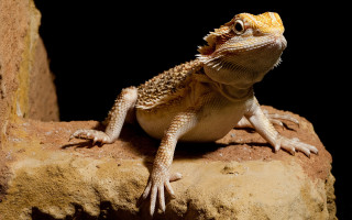 Lizard sitting rock mouth open - naturalism free wallpaper