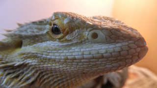 Lizard head closeup light background - adam rex free wallpaper