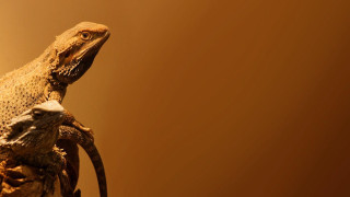 Lizard branch room lightbrown background - a brown wall behind free wallpaper