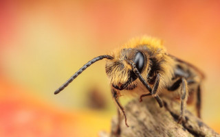 Bee wood macro orange blur - a close up of a bee free wallpaper