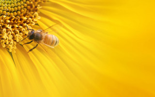Bee sunflower yellow background blurry - a bee free wallpaper