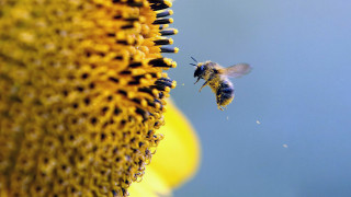 Bee flying sunflower field sunflowers - a bee free wallpaper