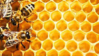 Honeycomb closeup bees side detail - the other side free wallpaper for desktop