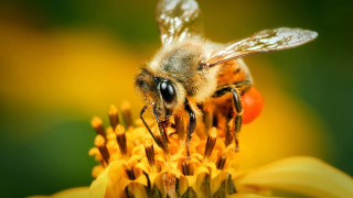 Bee yellow flower wings open - a bee free wallpaper