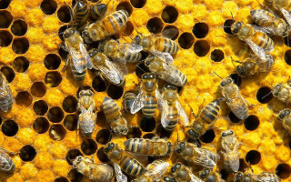 Bees honeycomb pollen beehive sunflower - bourgeoi free wallpaper