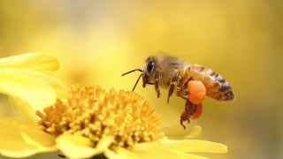 Bee flying yellow flower back - a bee free wallpaper