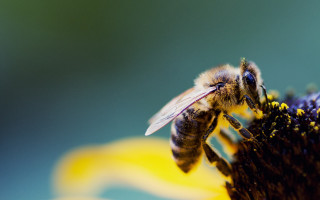 Bee flower wings macro ecological - a bee free wallpaper