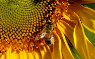 Bee sunflower autumn fire flower - a sunflower free wallpaper