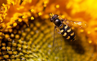 Bee sunflower field autumn fire - a bee free wallpaper