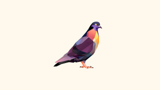 Colorful bird white surface white - a white wall behind free wallpaper