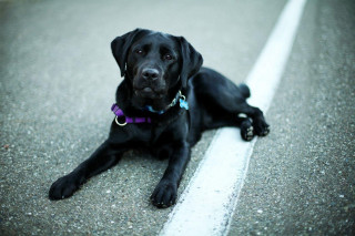 Black dog laying side road - a black dog free wallpaper