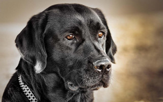 Black dog chain neck serious - a black dog free wallpaper