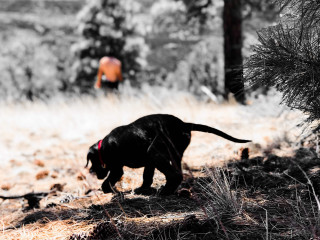 Black dog forest trees grass - a black dog free wallpaper