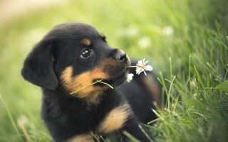 Puppy grass flower smelling blurry - a puppy free wallpaper
