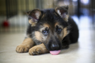 Puppy laying floor tongue out - its tongue free wallpaper
