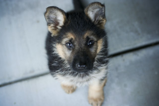 Puppy looking sad camera ears - a tile floor free wallpaper