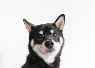 Black white dog sad looking - a sad look free wallpaper