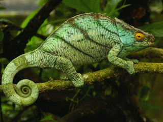 Chameleon branch forest green leaves - a branch in a forest free wallpaper