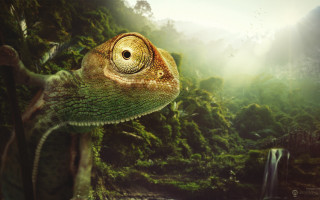Chameleon forest waterfall bird flying - chris labrooy free wallpaper