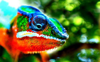 Colorful chameleon macro mystical neo - a colorful chamelon free wallpaper
