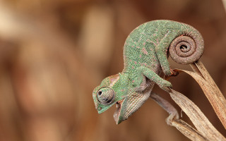 Green chameleon plant stem eyes - a plant stem free wallpaper