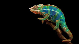 Colorful chameleon branch head turned - a colorful chamelon free wallpaper