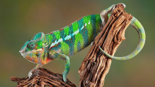 Green blue chameleon sitting branch - neofauvism free wallpaper