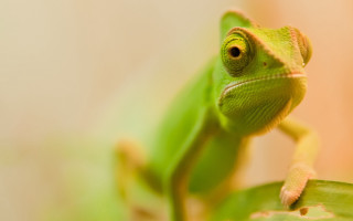 Green lizard sitting leaf sad - a leaf free wallpaper