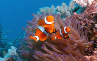 Orange clownfish anemone photograph impressionism - winning free wallpaper