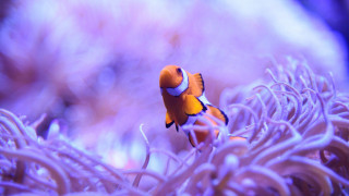 Clown fish swimming anemone sea 2 - amano free wallpaper
