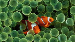 Clown fish hiding sea green - surrealism free wallpaper