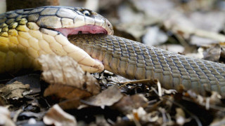 Snake tongue leaves ground tree - its tongue free wallpaper