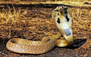 Snake laying mouth open tongue - its head on free wallpaper